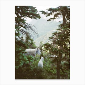 Mountain Goats I Canvas Print