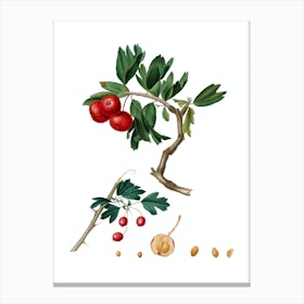 Vintage Red Thorn Apple Botanical Illustration on Pure White Canvas Print