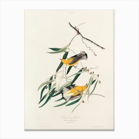 Prothonotary Warbler, Birds Of America, John James Audubon Canvas Print