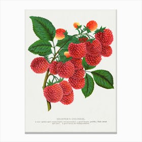 Vintage Raspberry Lithograph Canvas Print