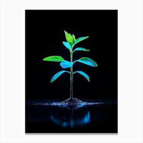 Small Green Plant On Black Background 9 Canvas Print