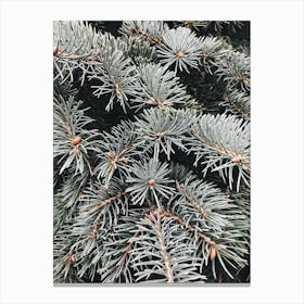 Spruce Tree 1 Canvas Print