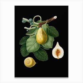 Vintage Common Fig Botanical Illustration on Solid Black n.0406 Canvas Print