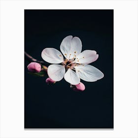 Cherry Blossom 2 Canvas Print