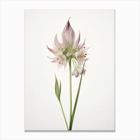 Pressed Wildflower Botanical Art Ramps Allium 3 Canvas Print