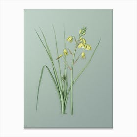 Vintage Slime Lily Botanical Art on Mint Green n.0569 Canvas Print