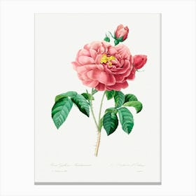 Pink Rose, Pierre Joseph Redoute Canvas Print