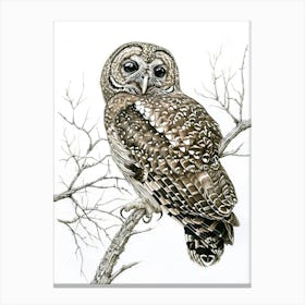 Spotted Owl Drawing 1 Canvas Print