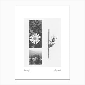 Daisy Botanical Collage 1 Canvas Print