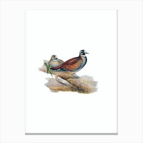 Vintage Harlequin Bronze Wing Pigeon Bird Illustration on Pure White n.0465 Canvas Print