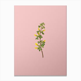 Vintage Common Cytisus Botanical on Soft Pink n.0843 Canvas Print