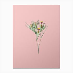 Vintage Witsenia Maura Botanical on Soft Pink n.0746 Canvas Print