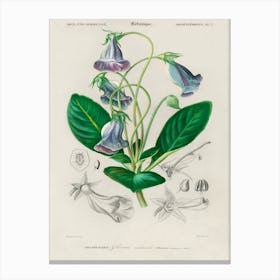Brazilian Gloxinia Or Florist S Gloxinia (Gloxinia Caulescente), Charles Dessalines D'Orbigny Canvas Print