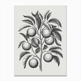 Pomegranate Tree Canvas Print