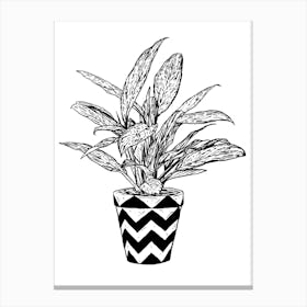 Chinese Evergreen Canvas Print