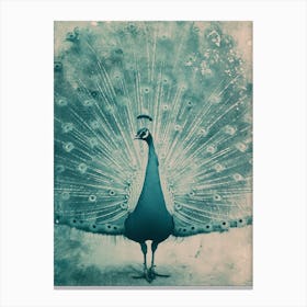 Vintage Turquoise Peacock With Feathers Out Canvas Print