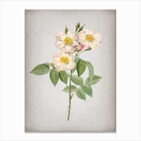 Vintage Rose of Castile Botanical on Parchment n.0540 Canvas Print