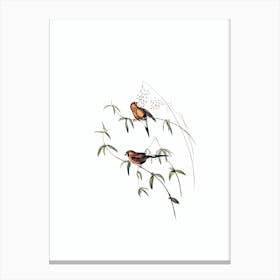 Vintage Masked Grass Finch Bird Illustration on Pure White n.0142 Canvas Print