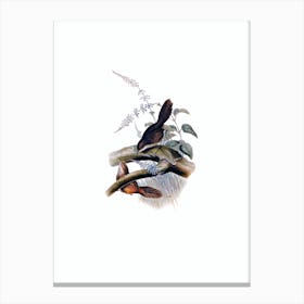 Vintage Rufous Scrubbird Bird Illustration on Pure White n.0464 Canvas Print