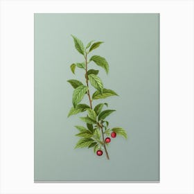 Vintage Cherry Botanical Art on Mint Green n.0850 Canvas Print