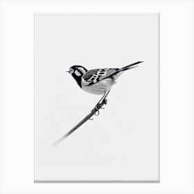 House Sparrow B&W Pencil Drawing 2 Bird Canvas Print