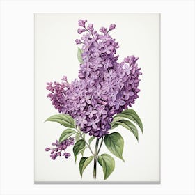 Lilacs Flower Vintage Botanical 1 Canvas Print