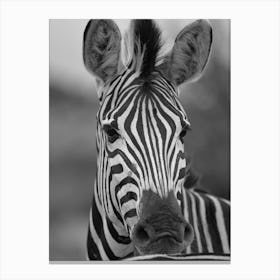 Black & White Zebra Portrait Canvas Print