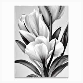 Freesia B&W Pencil 2 Flower Canvas Print