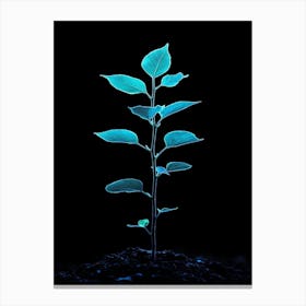 Small Green Plant On Black Background 18 Canvas Print