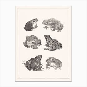 Six Frogs And Toads (1878–1917), Theo Van Hoytema Canvas Print