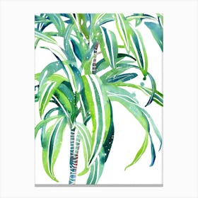 Corn Plant Canvas Print