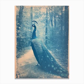 Vintage Peacock On A Path Cyanotype Inspired 3 Canvas Print