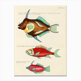 Colourful And Surreal Illustrations Of Fishes Found In Moluccas (Indonesia) And The East Indies, Louis Renard(57) Canvas Print