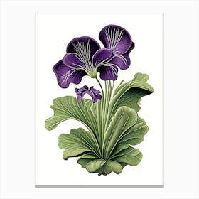 Marsh Violet Wildflower Vintage Botanical 2 Canvas Print