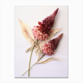 Pressed Flower Botanical Art Celosia 2 Canvas Print