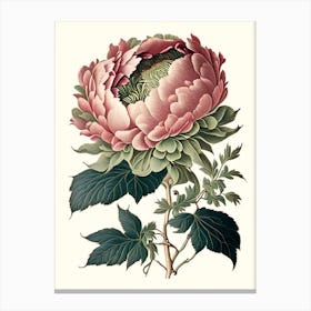 Single Stem Peony Cream Vintage Botanical Canvas Print