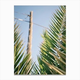 Palm leaves // Ibiza Nature & Travel Photography 1 Canvas Print