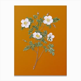 Vintage White Candolle's Rose Botanical on Sunset Orange Canvas Print