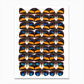 Three Rows Of Butterflies Canvas Print