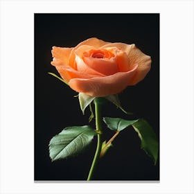 Orange Rose On Black Background 4 Canvas Print