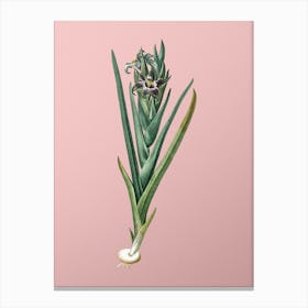 Vintage Ferraria Botanical on Soft Pink Canvas Print