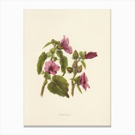 Hibiscus 6 Canvas Print