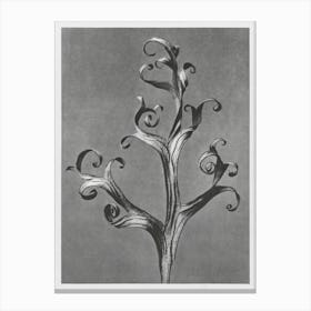 Larkspur (1928), Karl Blossfeldt Canvas Print