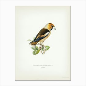 Hawfinch, The Von Wright Brothers Canvas Print