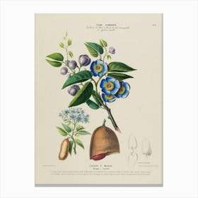 Forget-Me-Nots Canvas Print