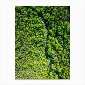 Aerial View Captures The Canopy Of A Lush Green Forest In The Throes Of Spring New Leaves Unfurling Canvas Print