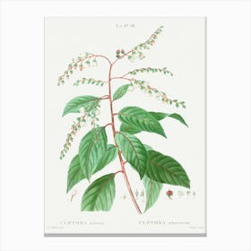 Lily Of The Valley Tree, Pierre Joseph Redoute Canvas Print