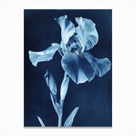 Iris II Canvas Print