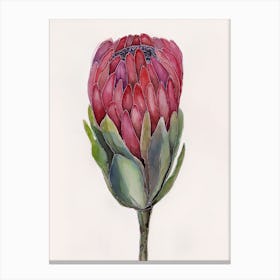 Watercolor painting of protea flower Canvas Print