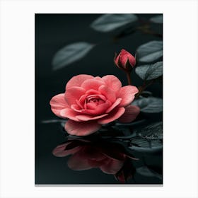 Pink Rose In Water Canvas Print